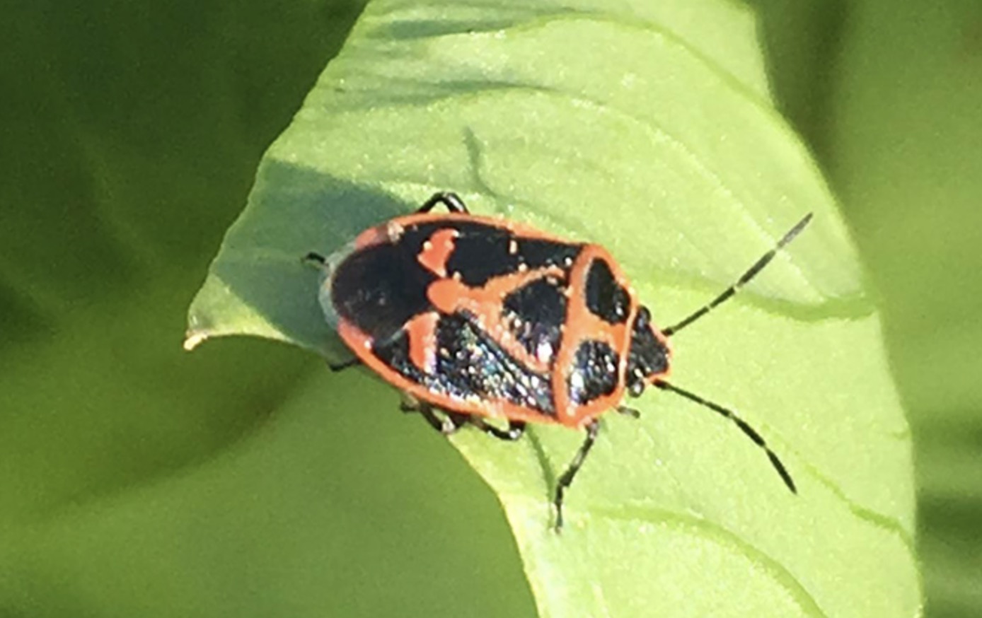 てんとう虫に似たカメムシの存在