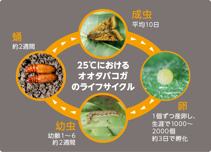 被害の広がり方とライフサイクル