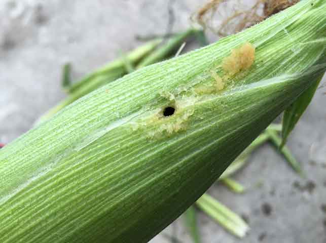 最重要害虫アワノメイガの対策2
